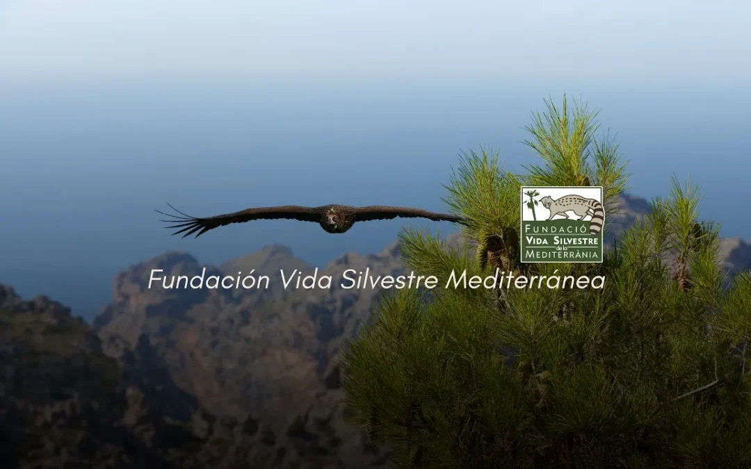 Únete a la Fundación Vida Silvestre Mediterránea (FVSM)