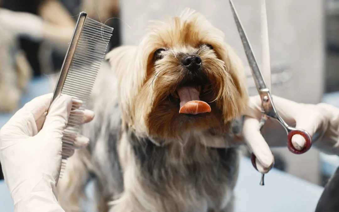 peluqueria canina