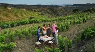 Se necesita personal para enoturismo en bodega en Pollença