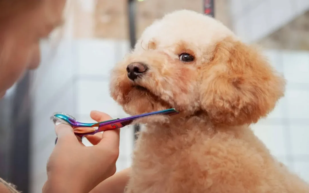 Se necesita peluquero/a canino con experiencia