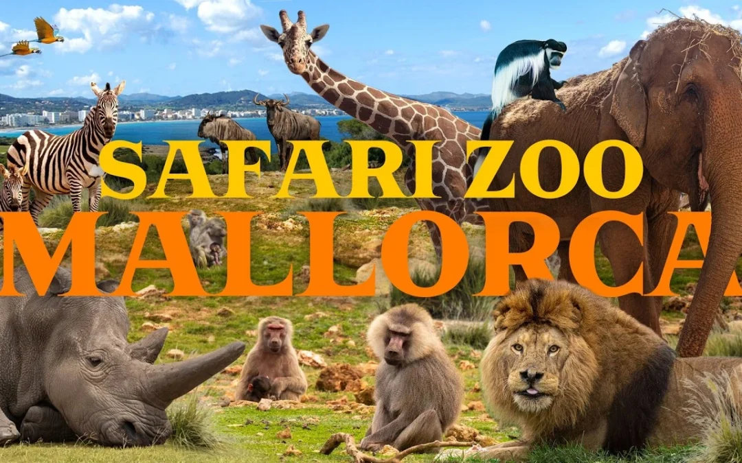 zafari mallorca