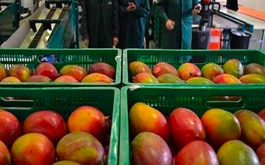 mozo almacen frutas