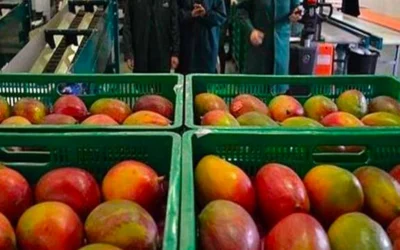 Frutas Son March busca mozo de almacén.