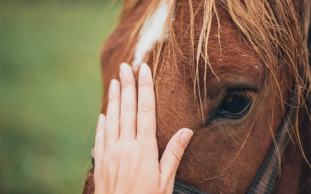 terapia con caballos