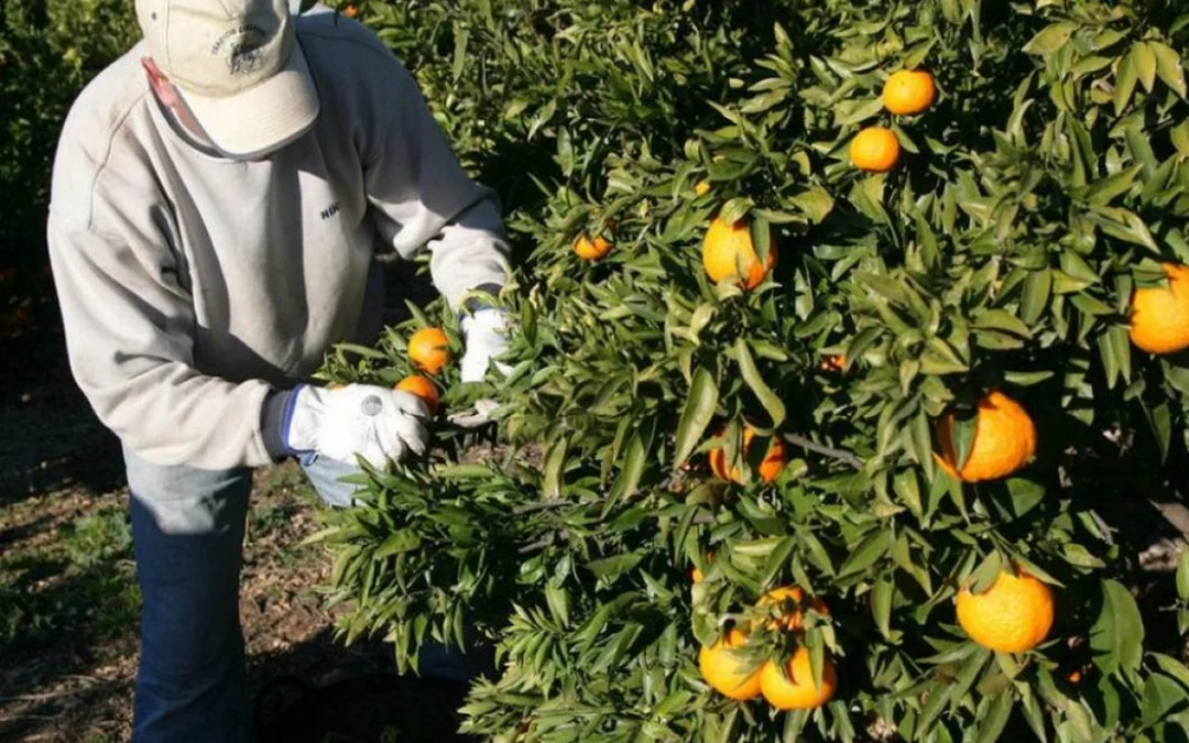 Se busca peón agrícola